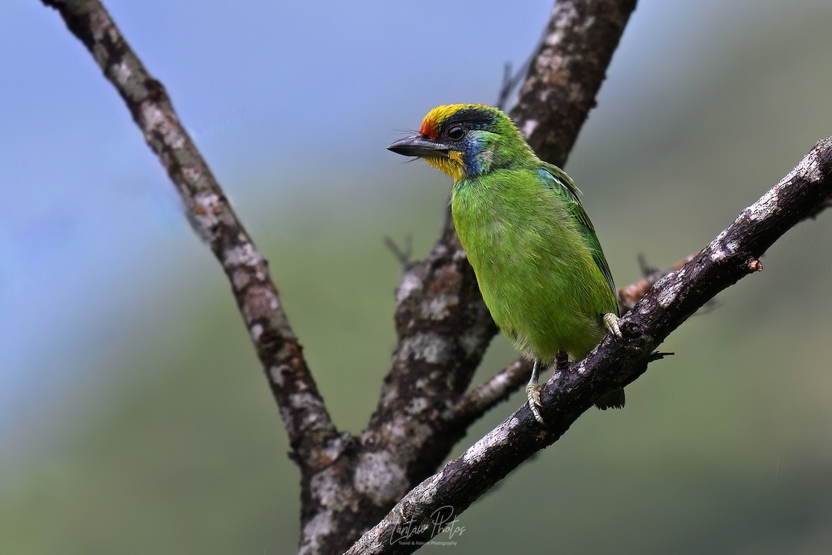 Necklaced Barbet - ML641586460