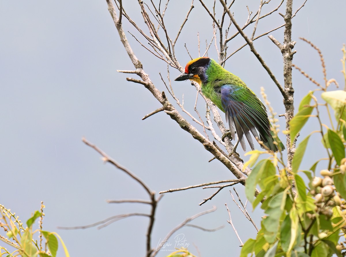 Necklaced Barbet - ML641586461