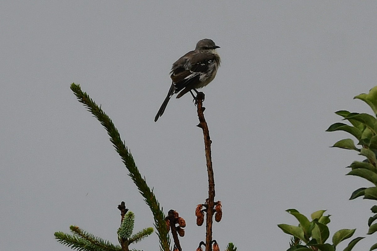 Northern Mockingbird - ML641586465