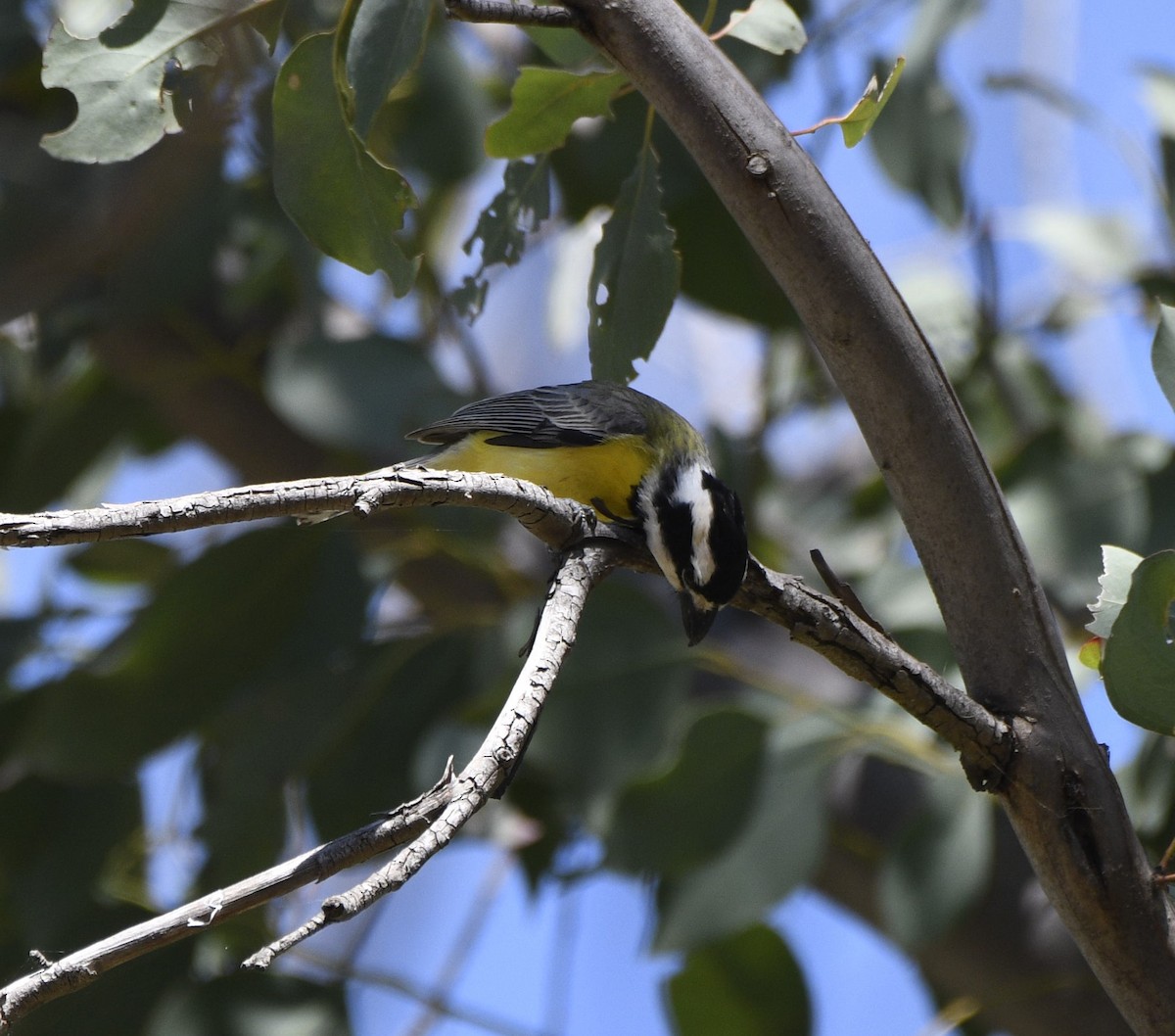 Eastern Shrike-tit - ML641586467