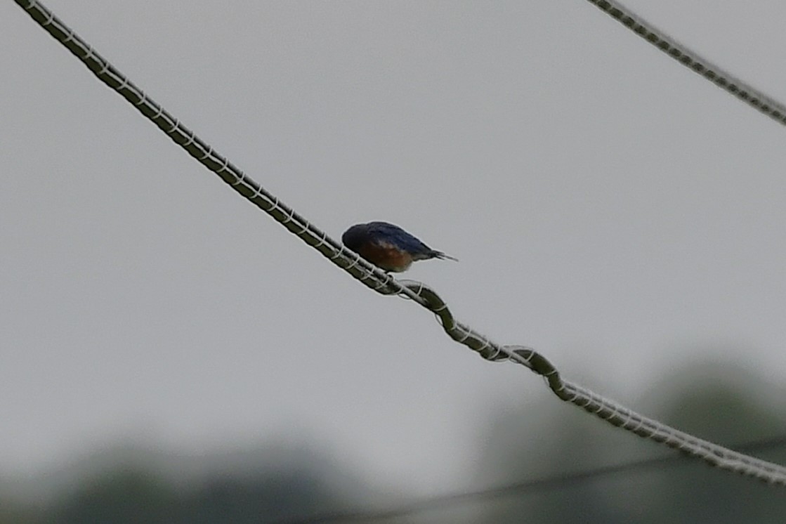 Eastern Bluebird - ML641586473