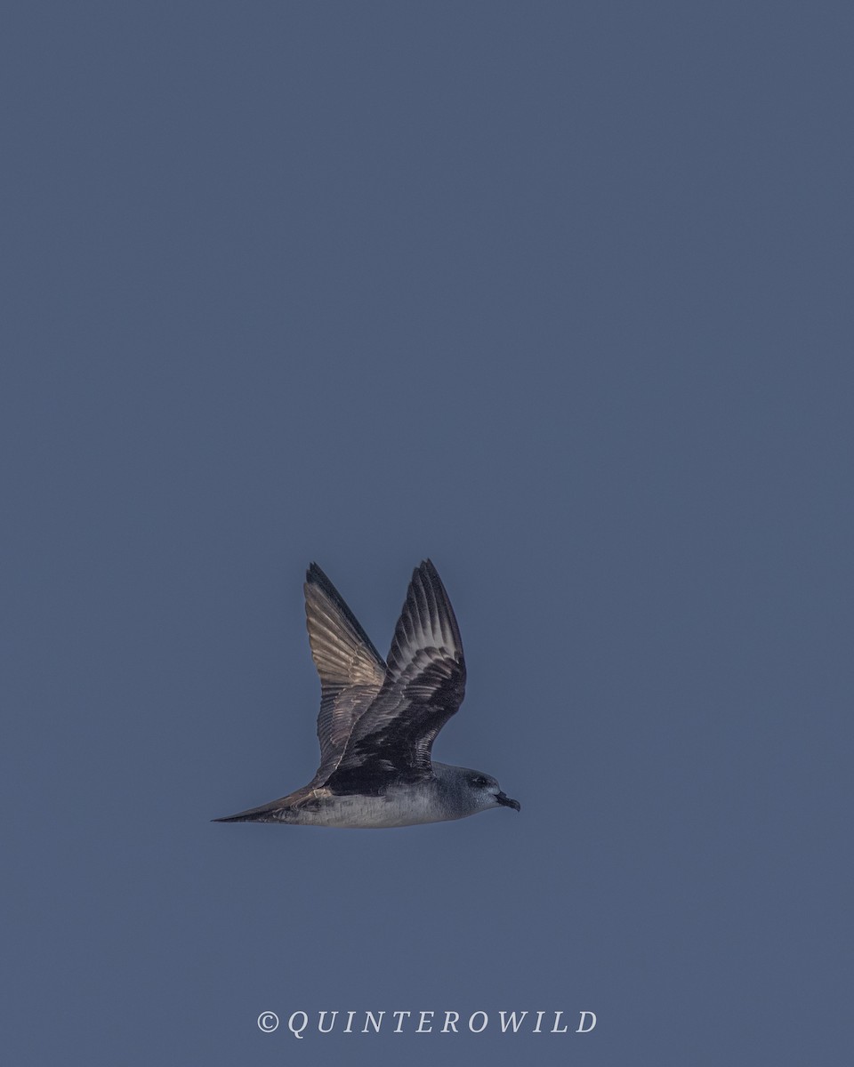 Herald Petrel - ML641586475