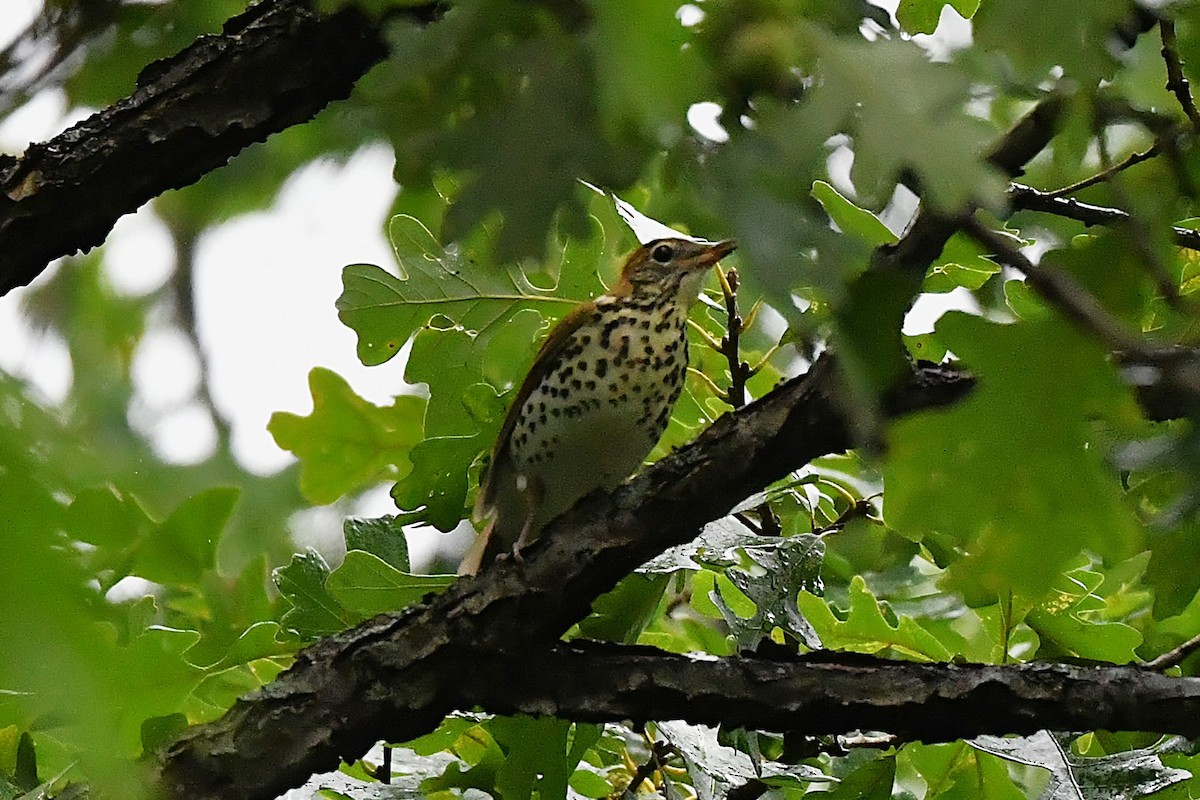 Wood Thrush - ML641586479