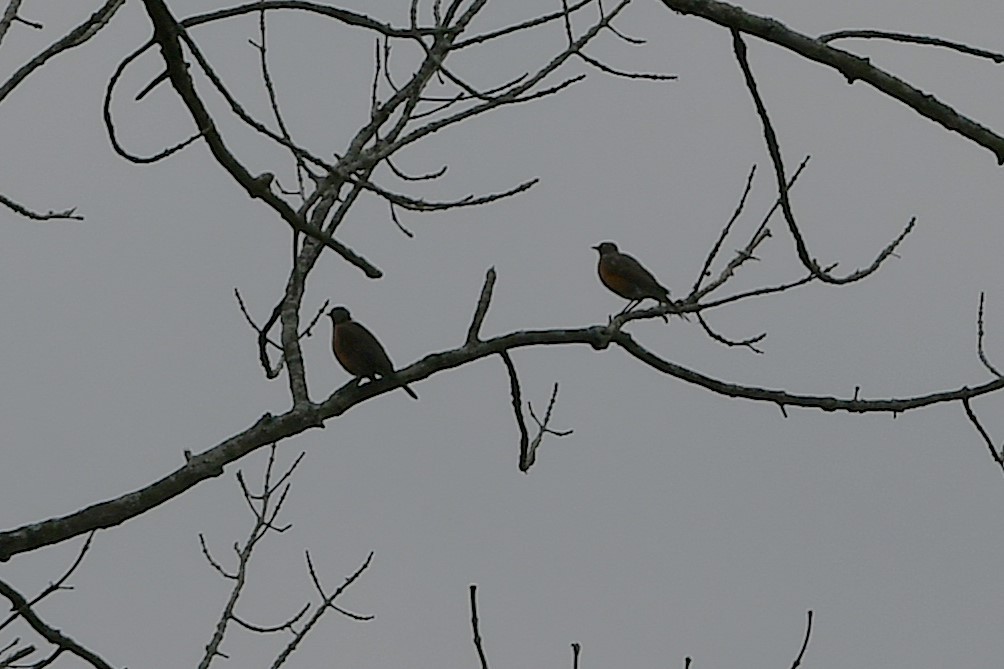 American Robin - ML641586486