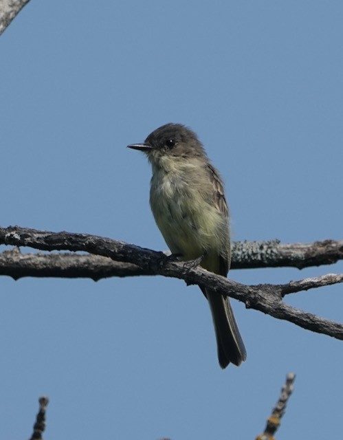 Eastern Phoebe - ML641586488