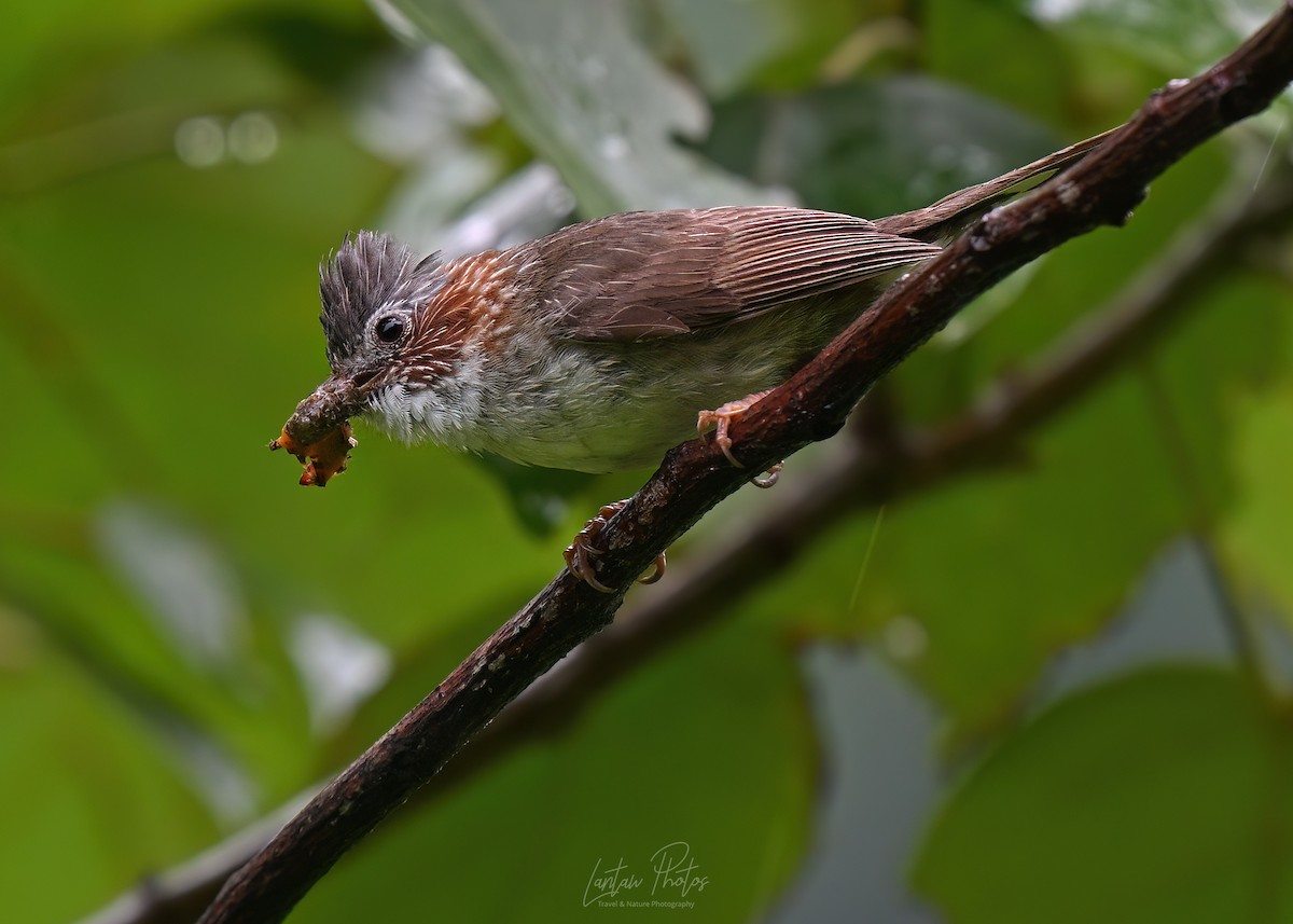 Indochinese Yuhina - ML641586491