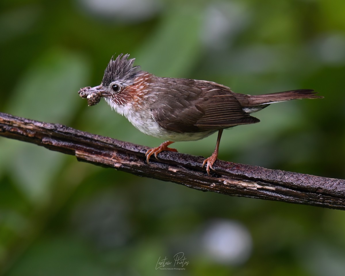 Indochinese Yuhina - ML641586492