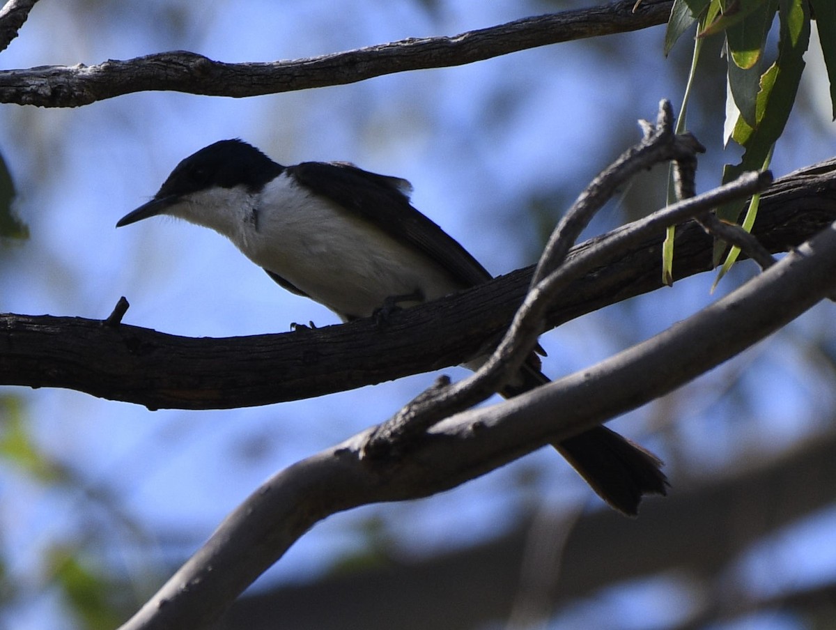 Restless Flycatcher - ML641586512