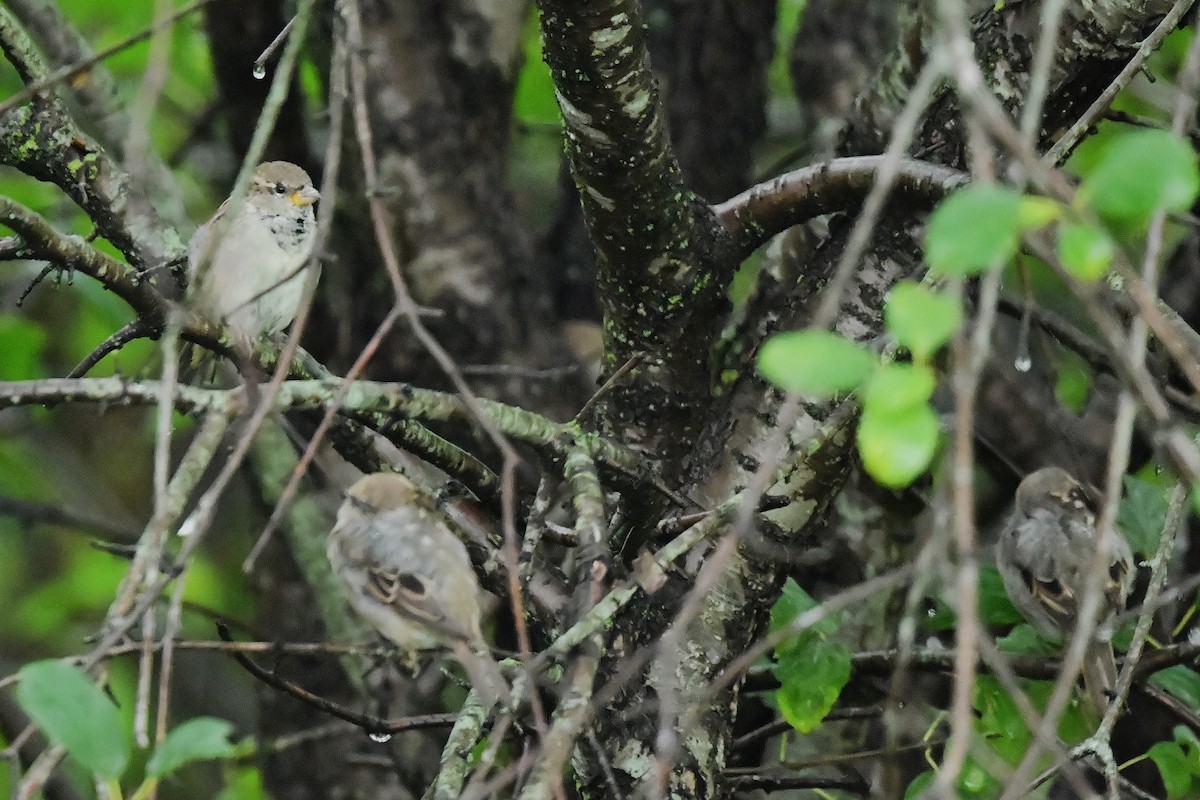 House Sparrow - ML641586514