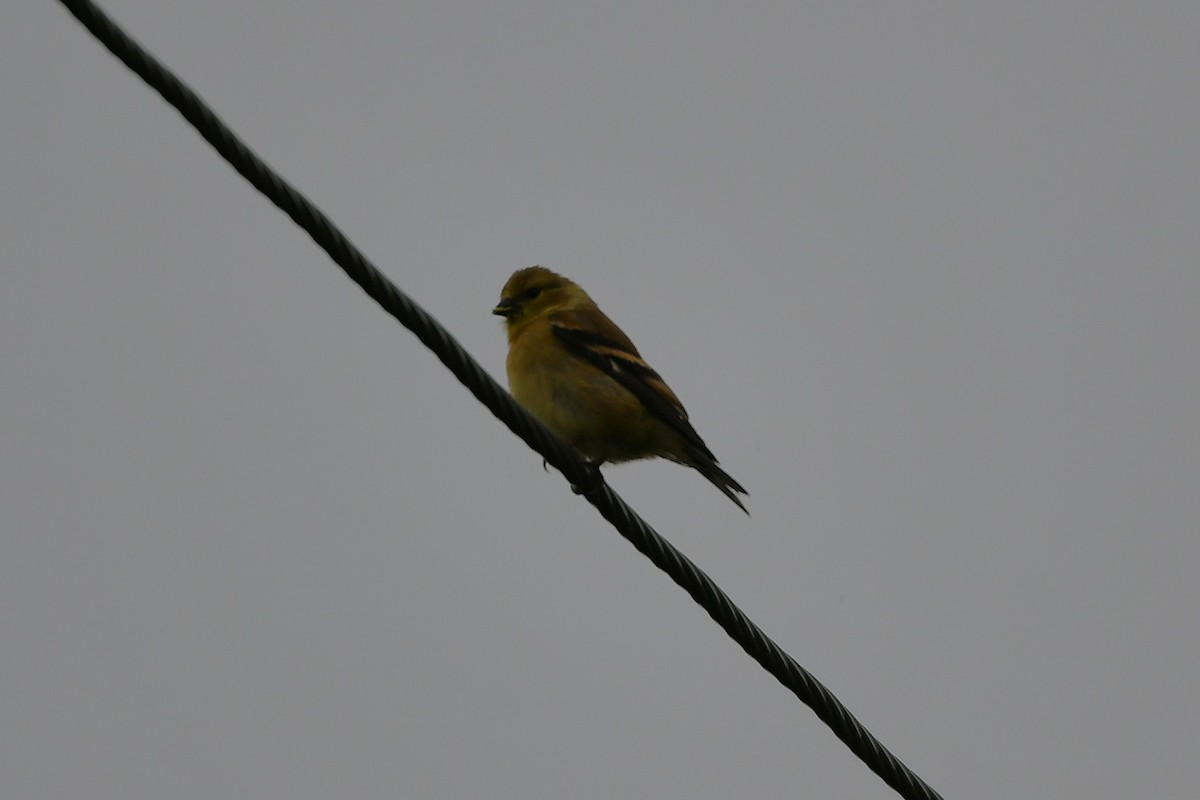 American Goldfinch - ML641586521
