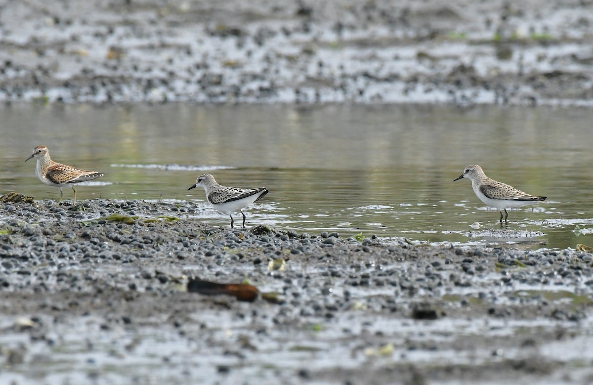 Semipalmated Sandpiper - ML641586522