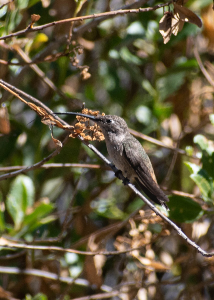 Oasis Hummingbird - ML641586531