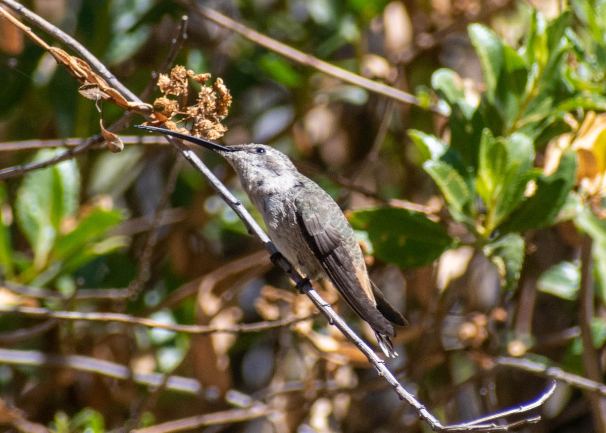 Oasis Hummingbird - ML641586532