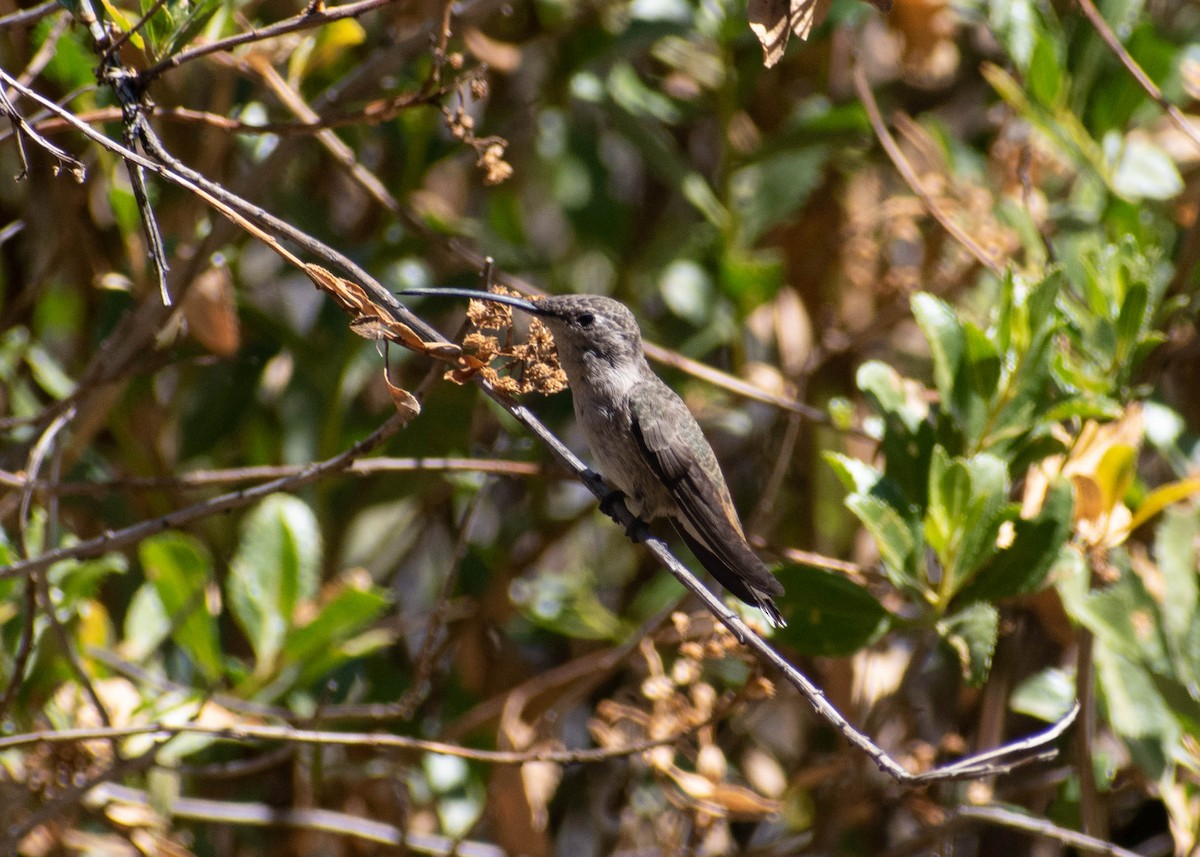 Oasis Hummingbird - ML641586533