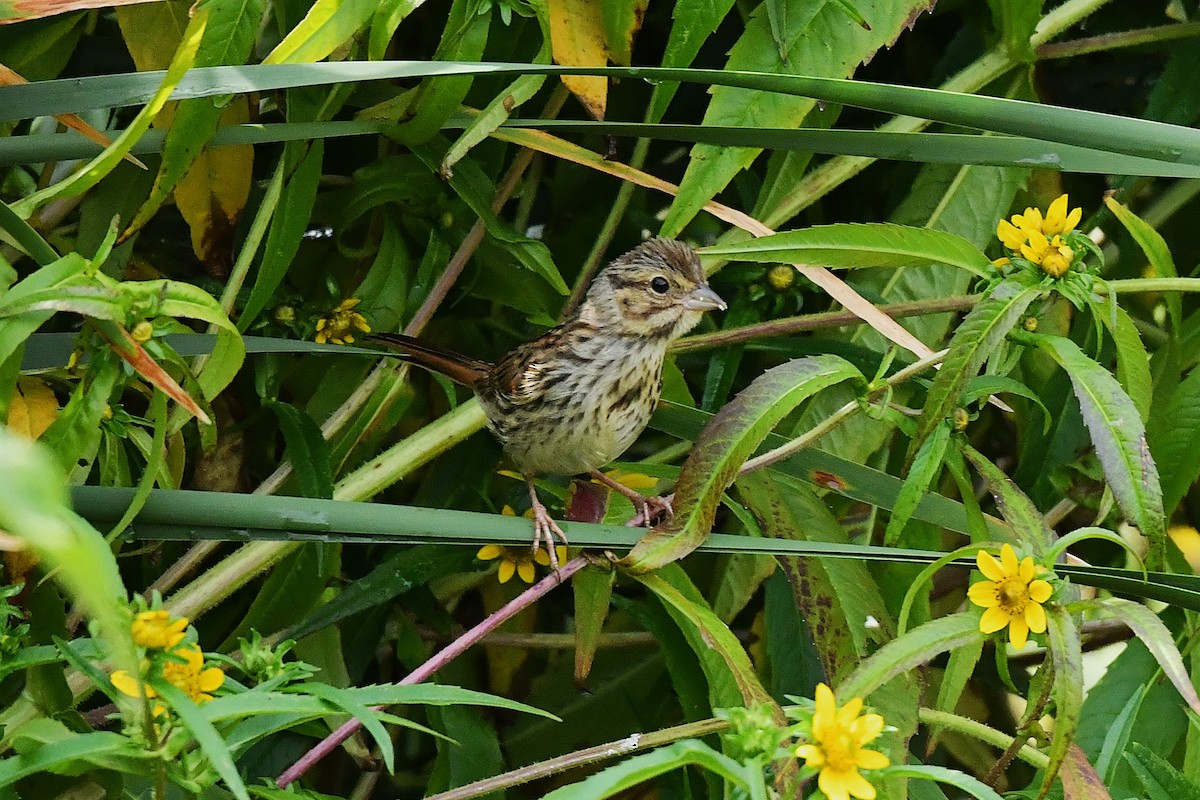 Song Sparrow - ML641586539