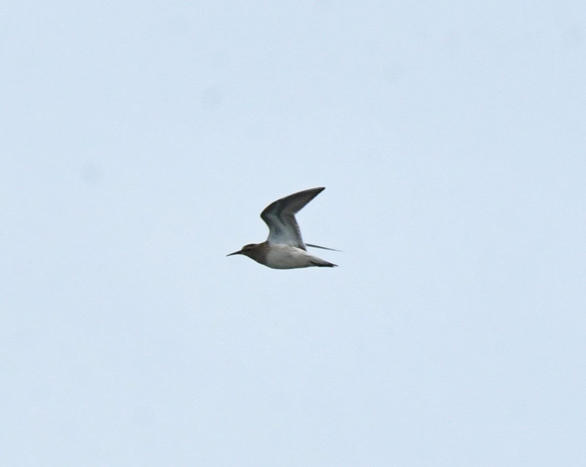Pectoral Sandpiper - ML641586542