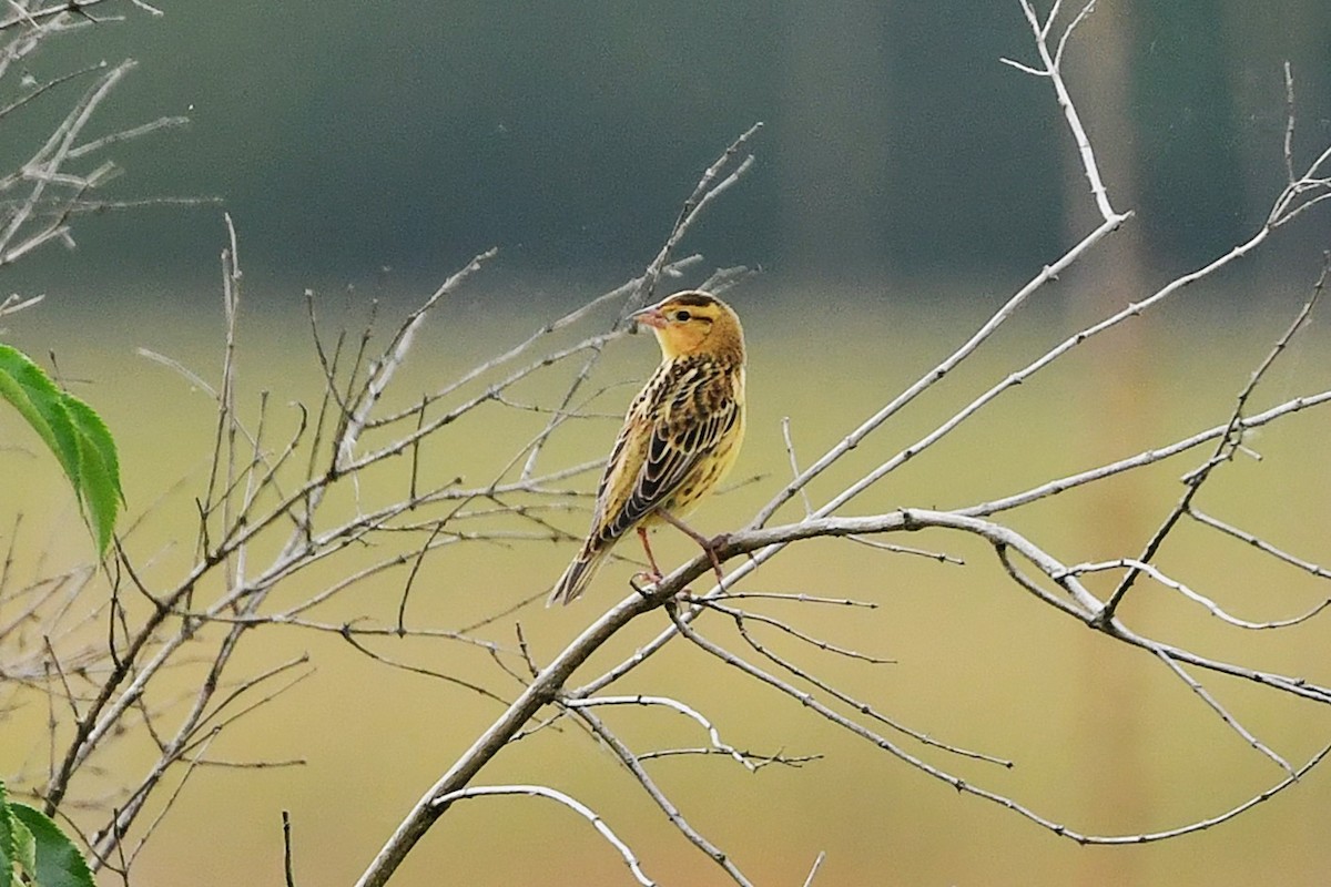 Bobolink - ML641586545
