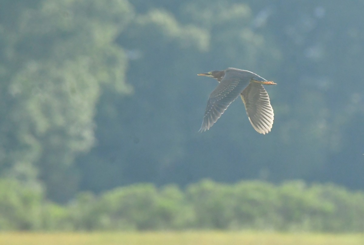 Green Heron - ML641586550