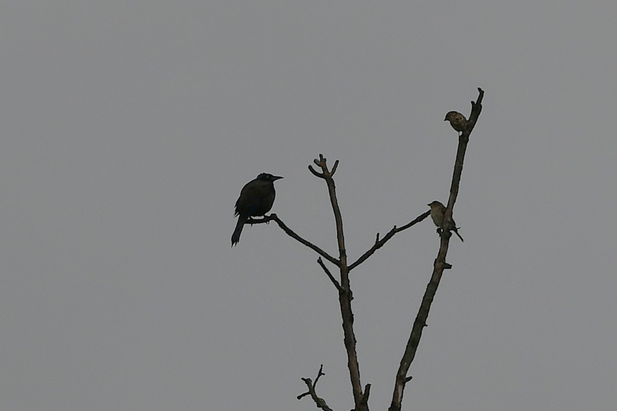 Common Grackle - ML641586555