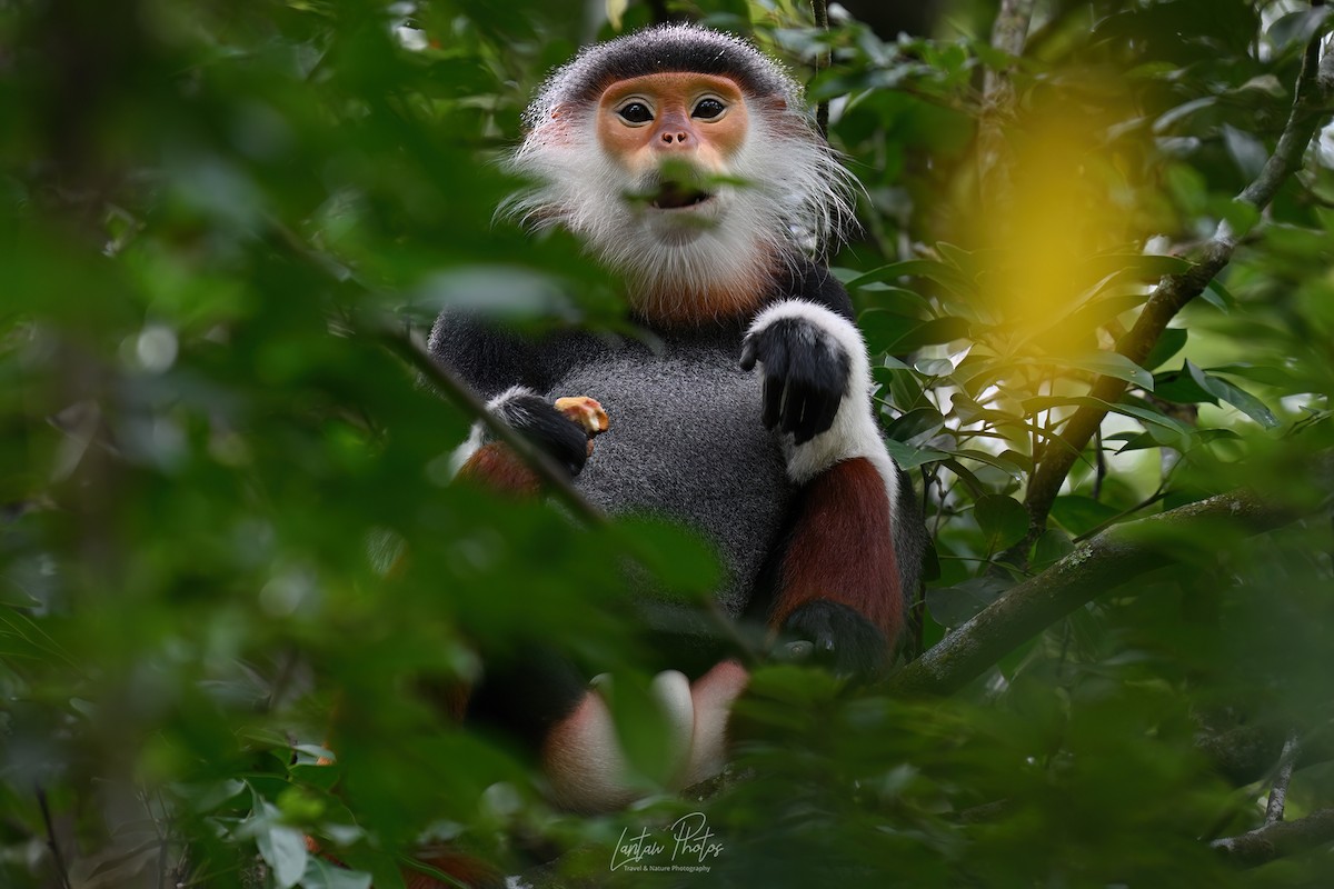 アカアシドゥクラングール - ML641586558