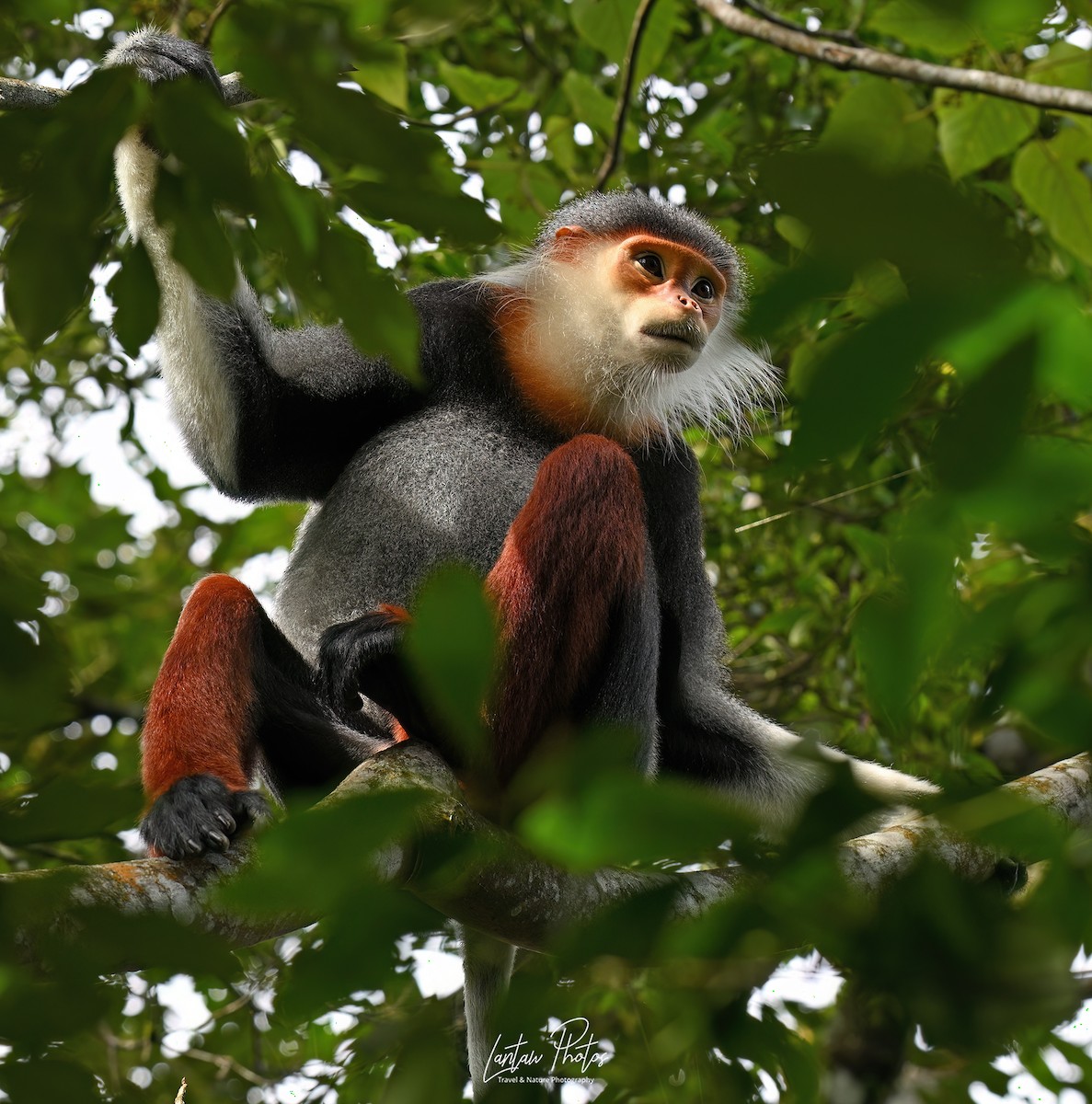 アカアシドゥクラングール - ML641586563