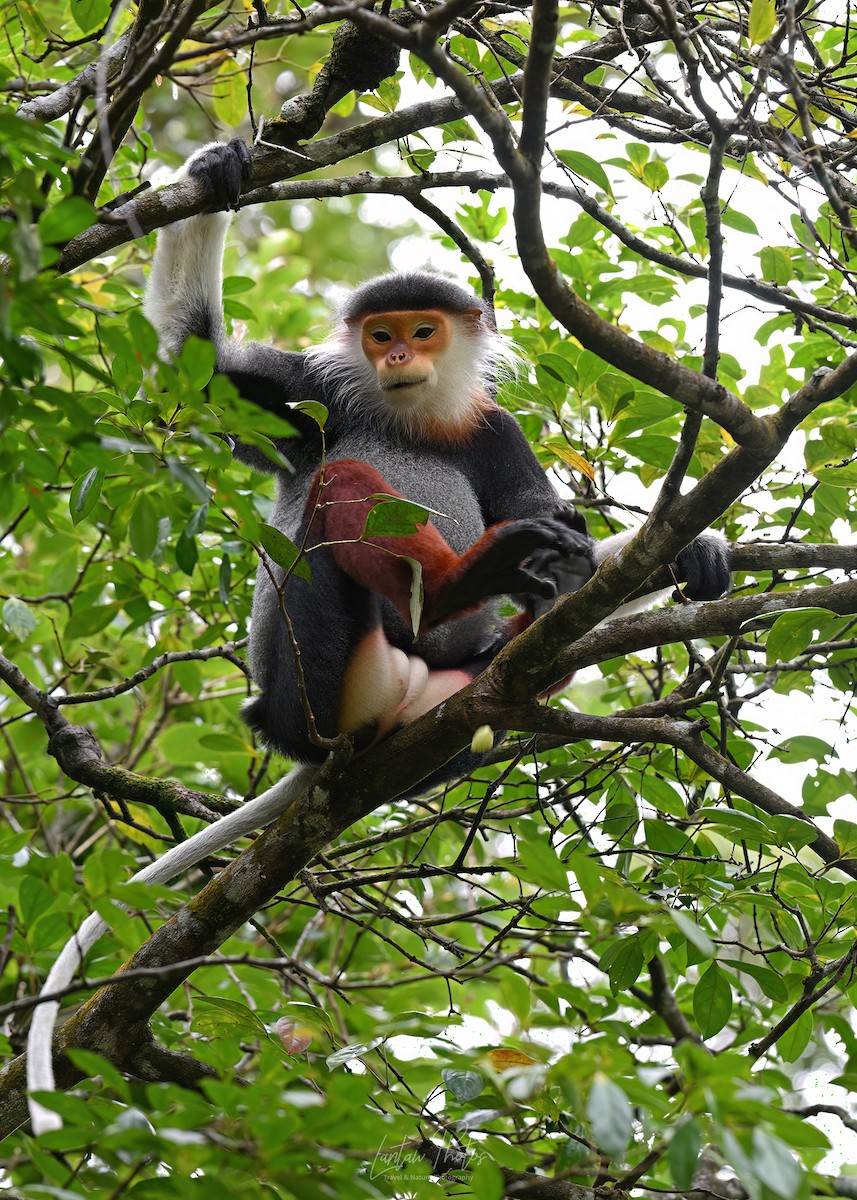 哺乳綱 - ML641586564