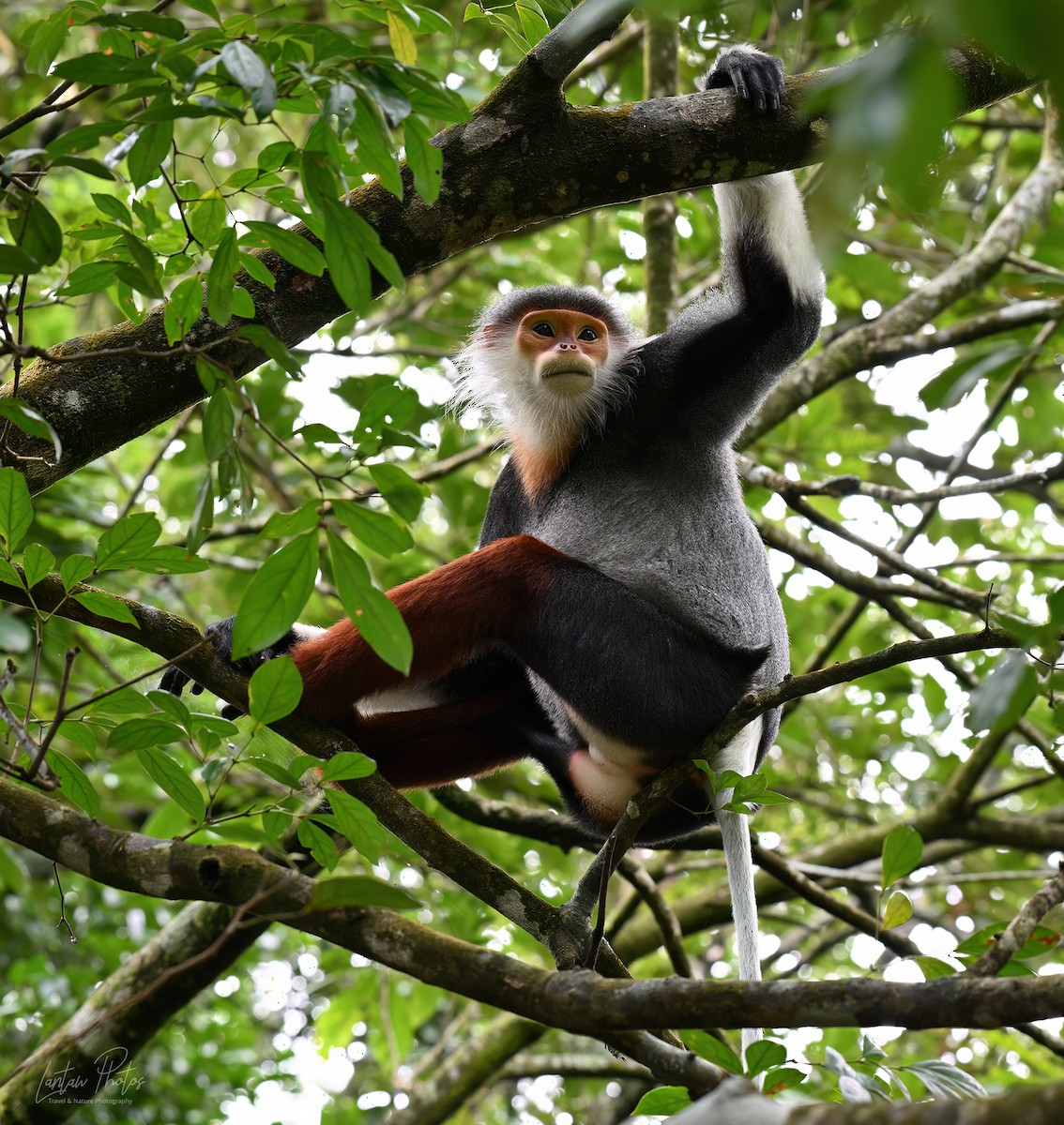 アカアシドゥクラングール - ML641586565