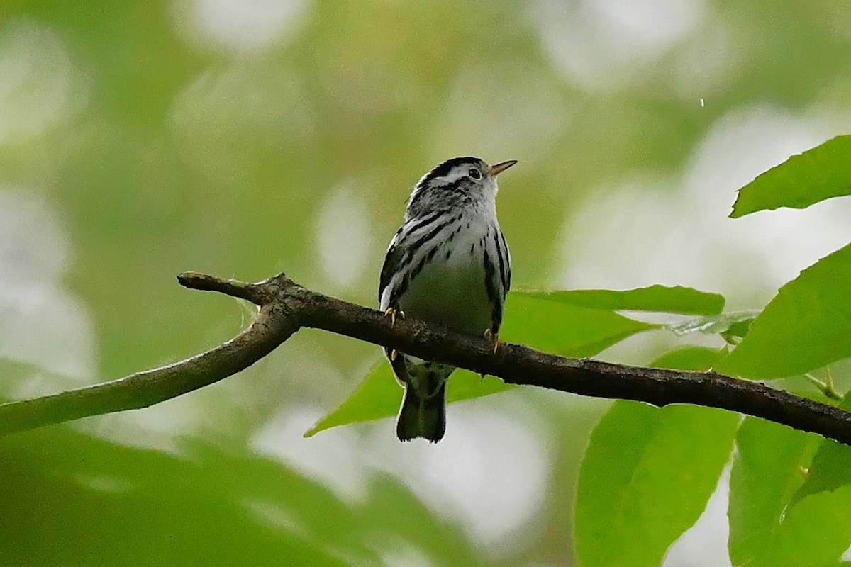 Black-and-white Warbler - ML641586573