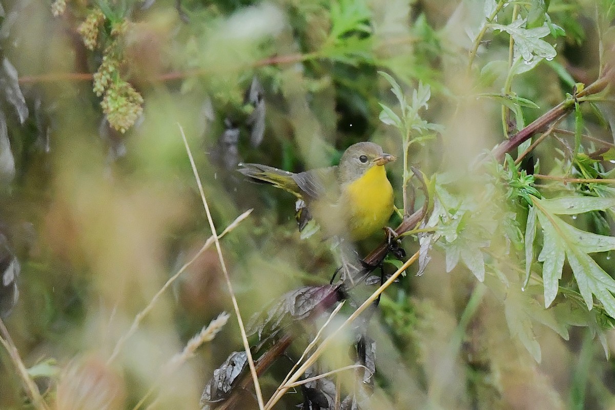 Common Yellowthroat - ML641586582