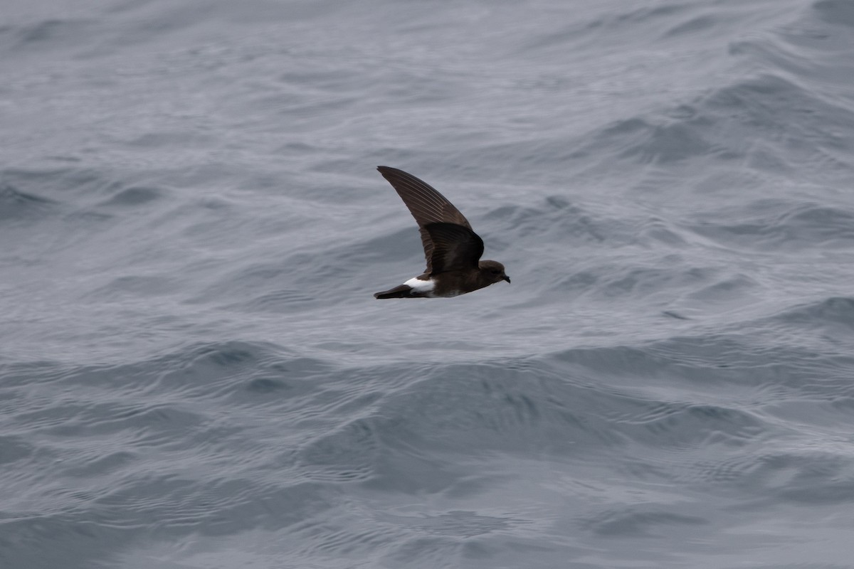 Band-rumped Storm-Petrel - ML641586583