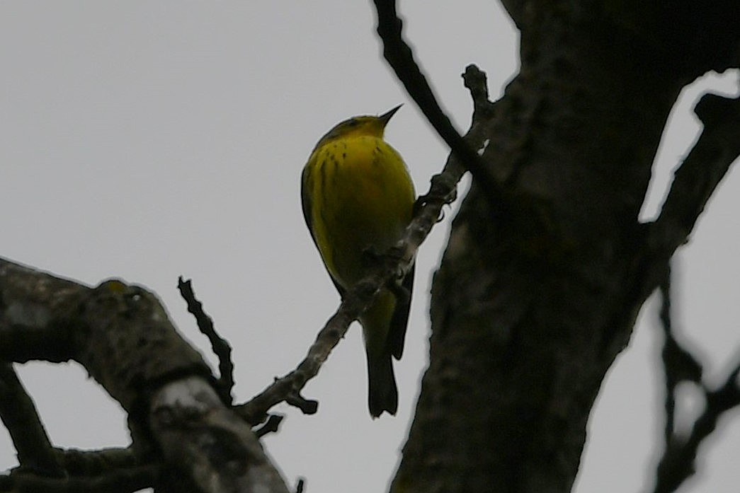 Cape May Warbler - ML641586589