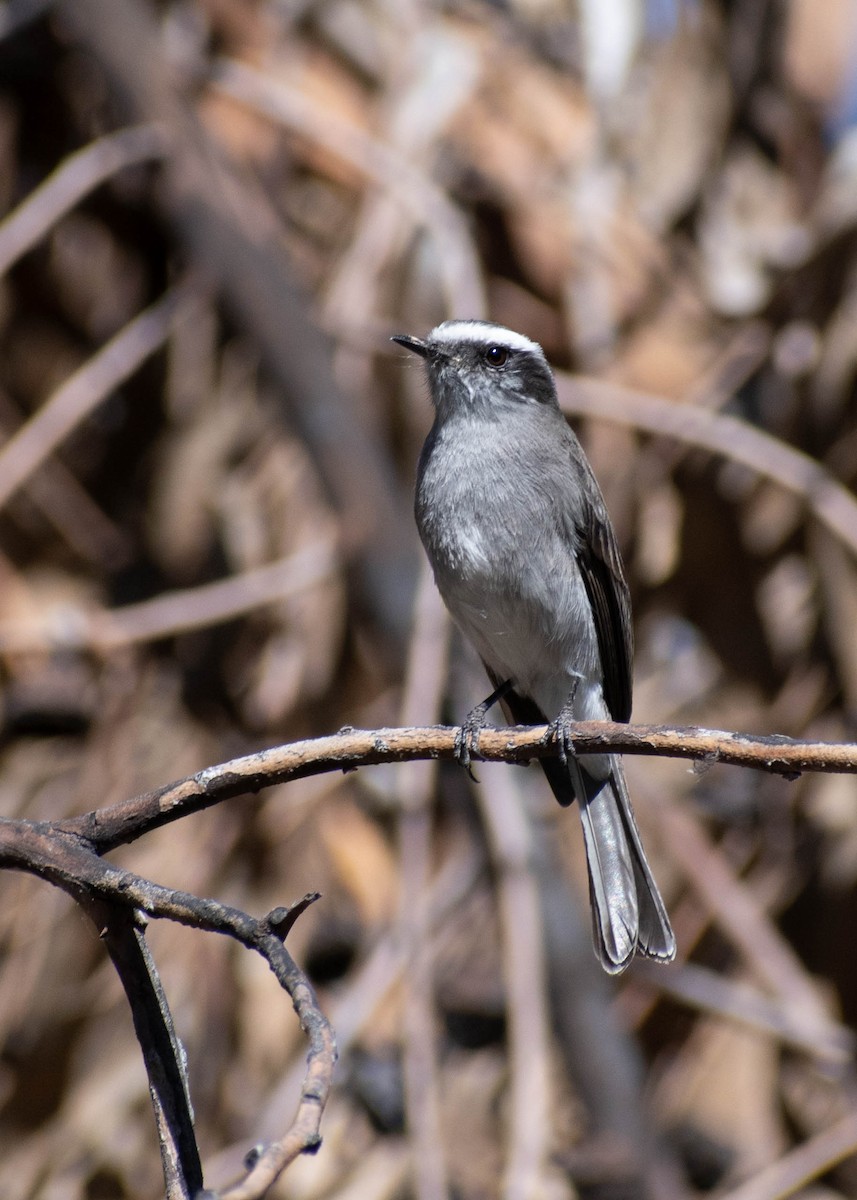 White-browed Chat-Tyrant - ML641586593