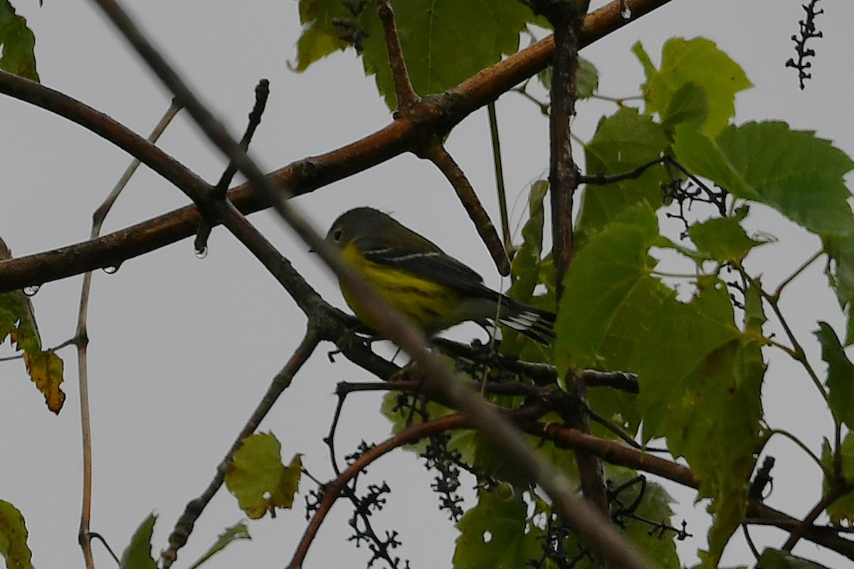 Magnolia Warbler - ML641586597