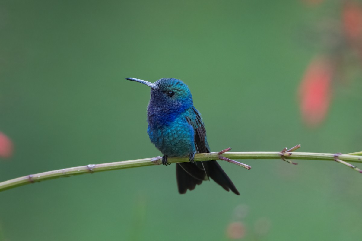 kolibřík safírovohrdlý - ML641586600