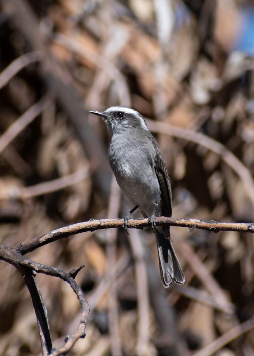 White-browed Chat-Tyrant - ML641586601
