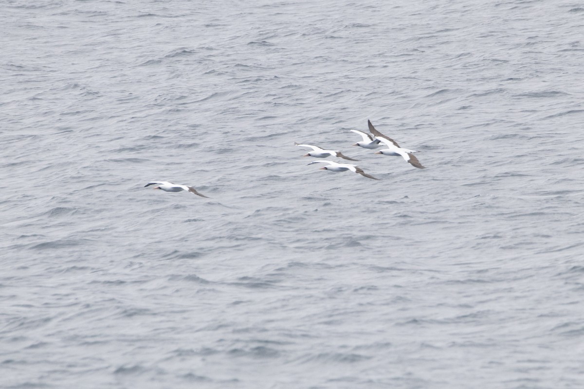 Nazca Booby - ML641586603