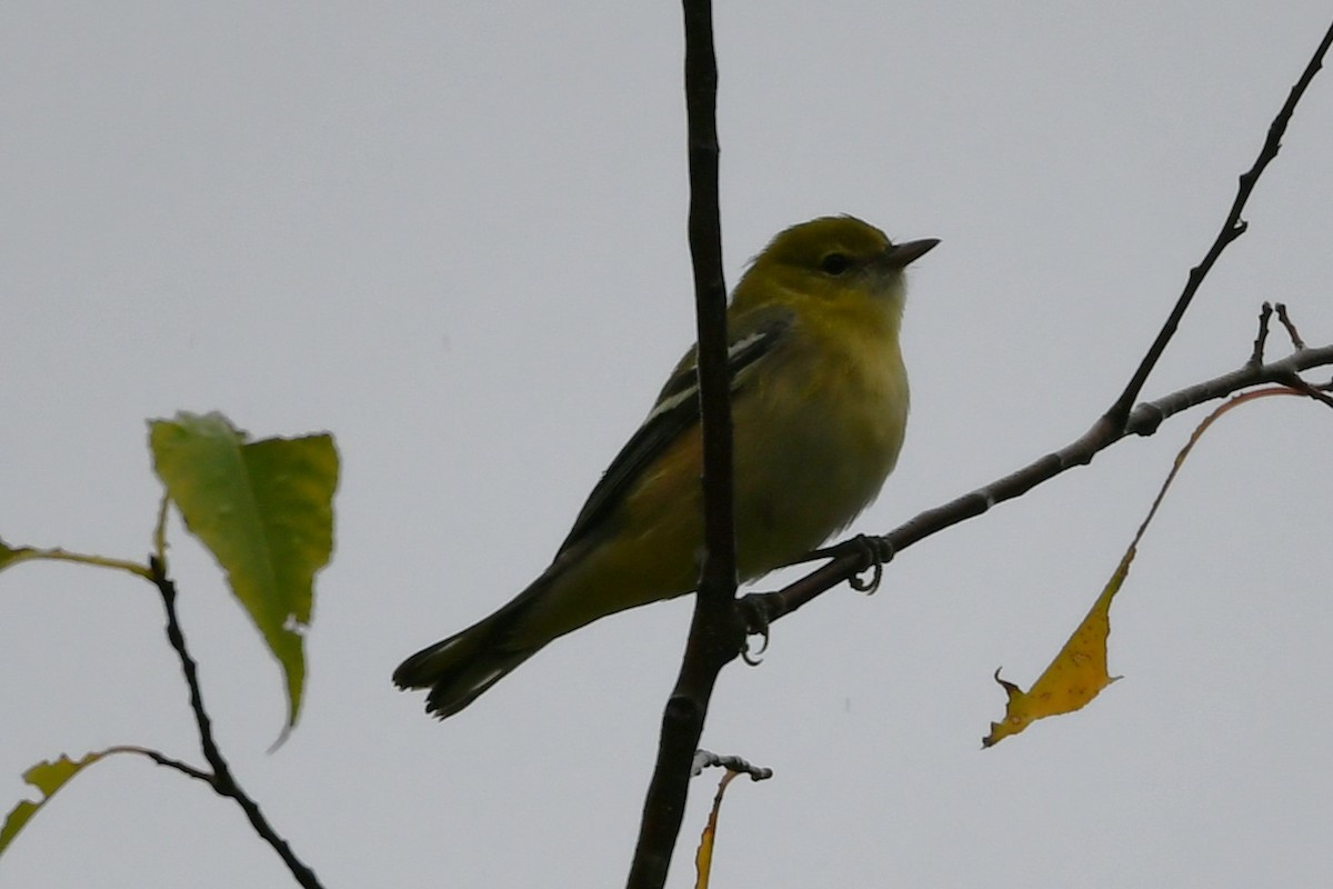 Bay-breasted Warbler - ML641586604
