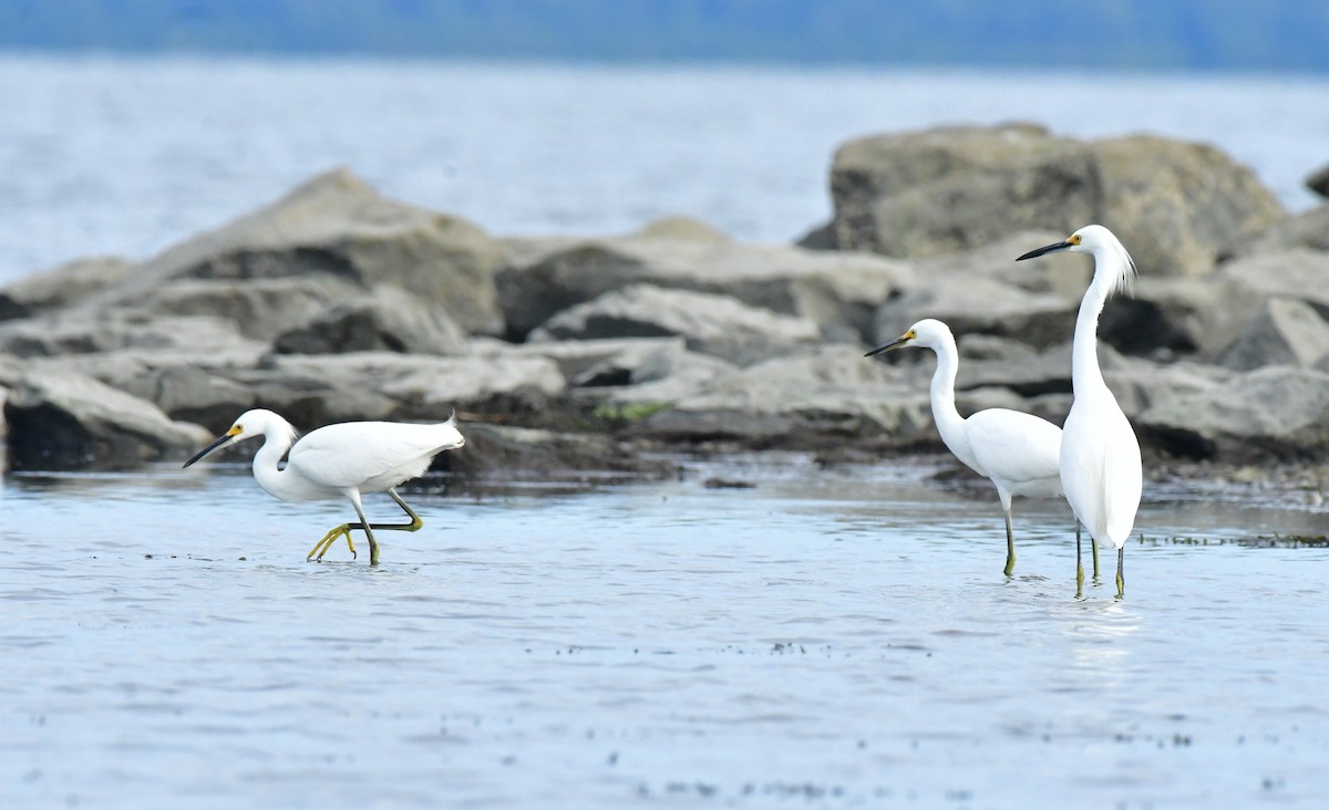 Snowy Egret - ML641586606