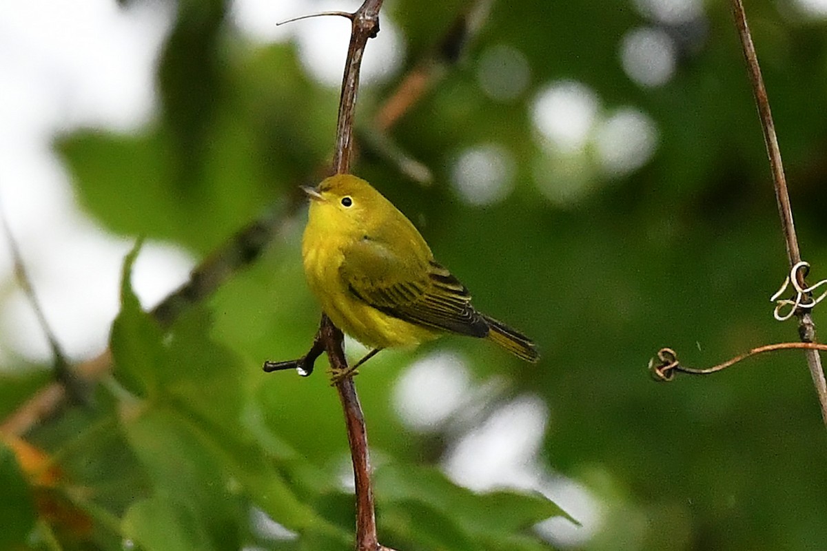 Yellow Warbler (Northern) - ML641586610