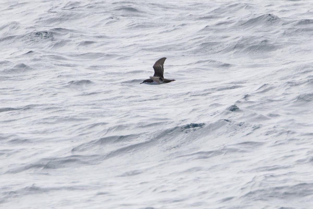 Galapagos Yelkovanı - ML641586617
