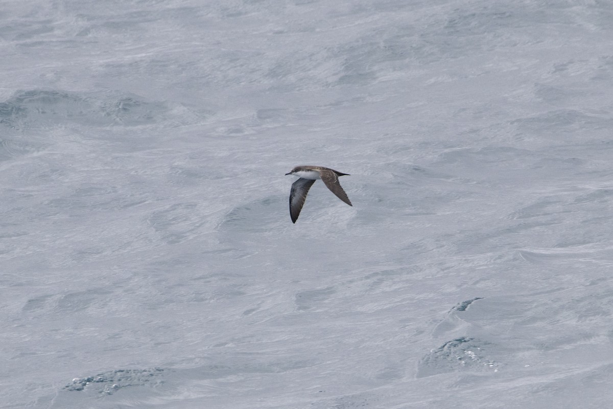 Galapagos Yelkovanı - ML641586618