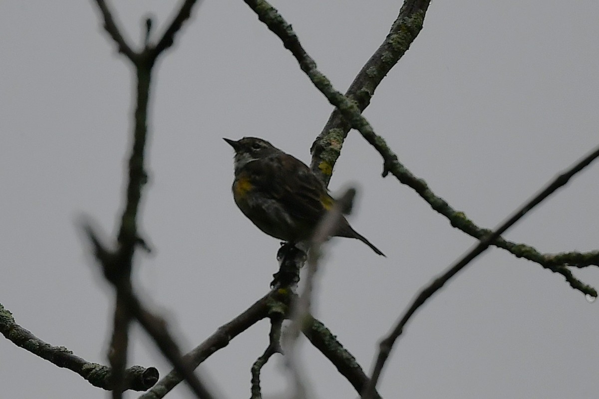 Yellow-rumped Warbler - ML641586620