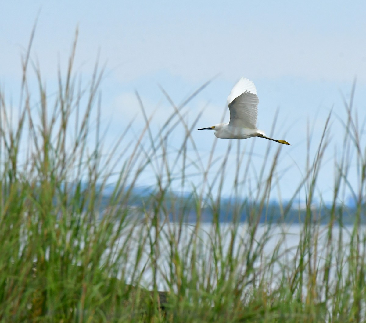 Snowy Egret - ML641586624
