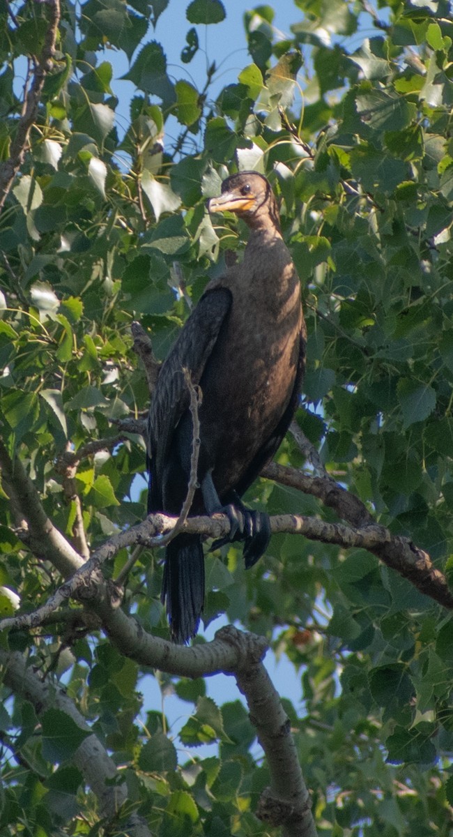 Cormoran à aigrettes - ML641586628