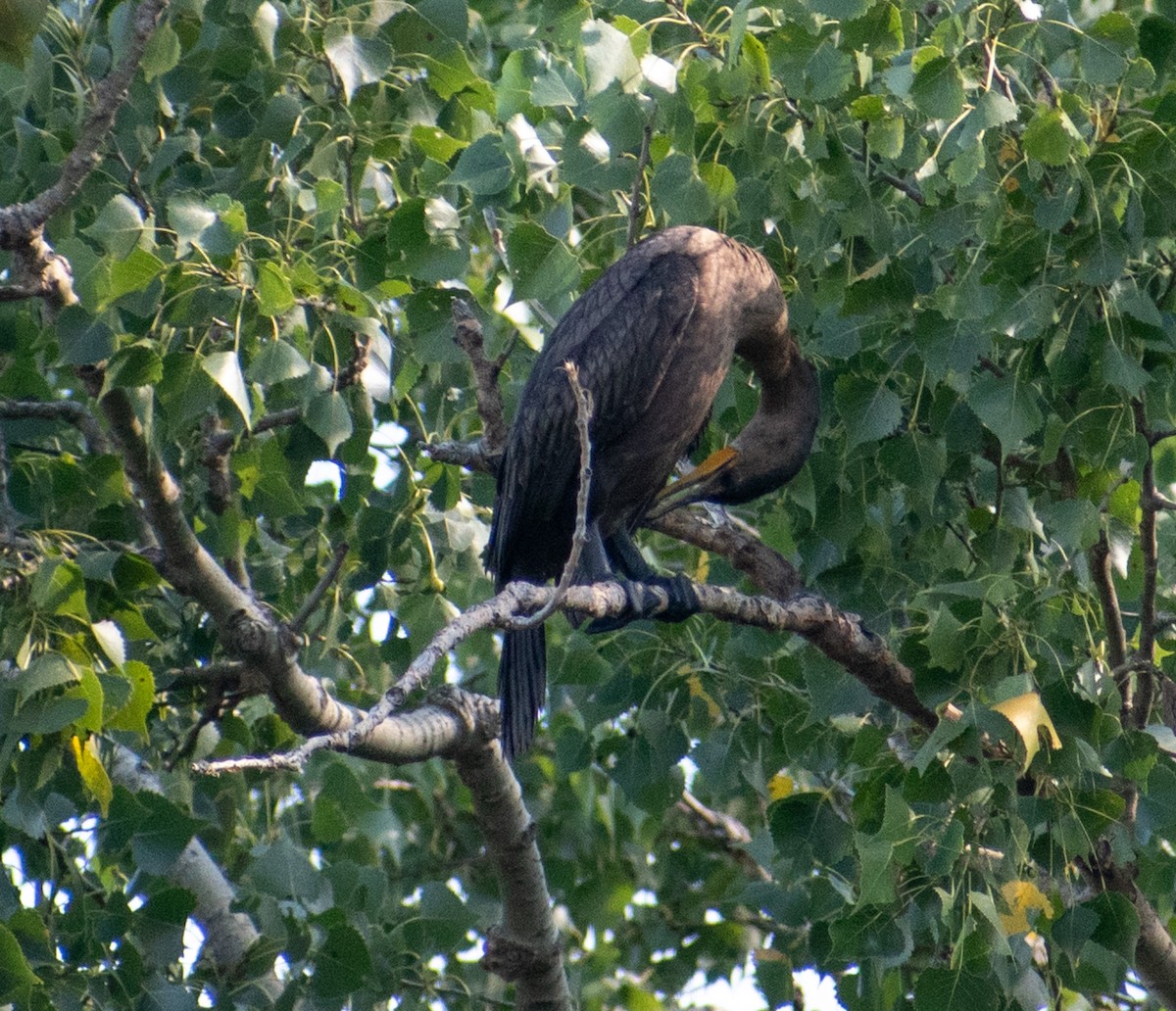 Cormoran à aigrettes - ML641586629