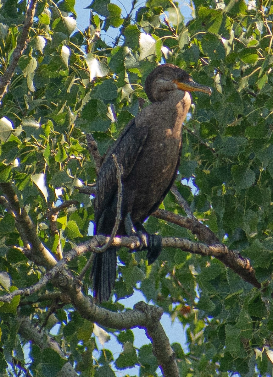 Cormoran à aigrettes - ML641586630