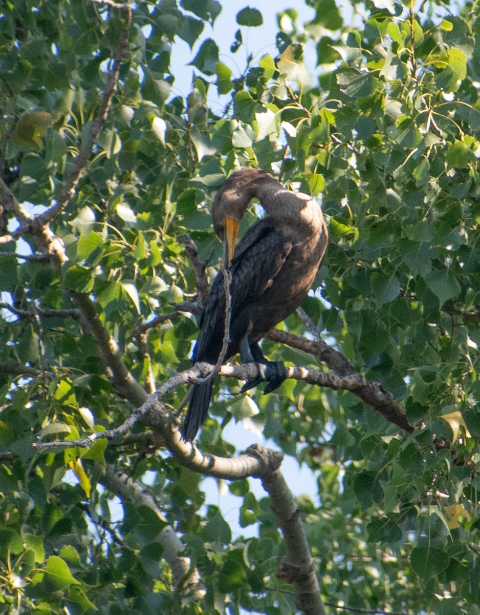 Cormoran à aigrettes - ML641586631