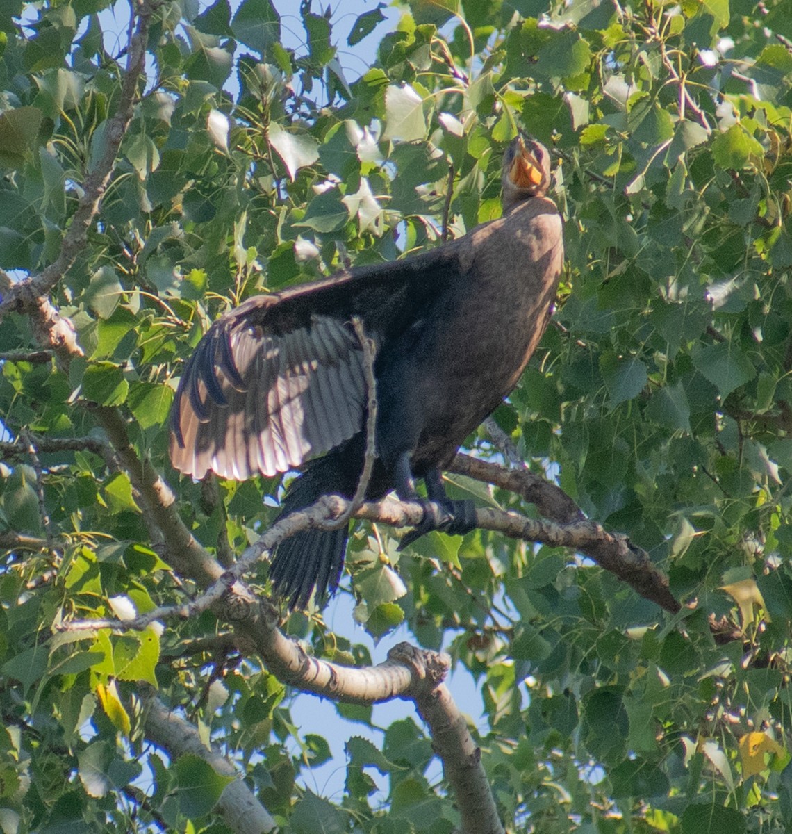 Cormoran à aigrettes - ML641586632