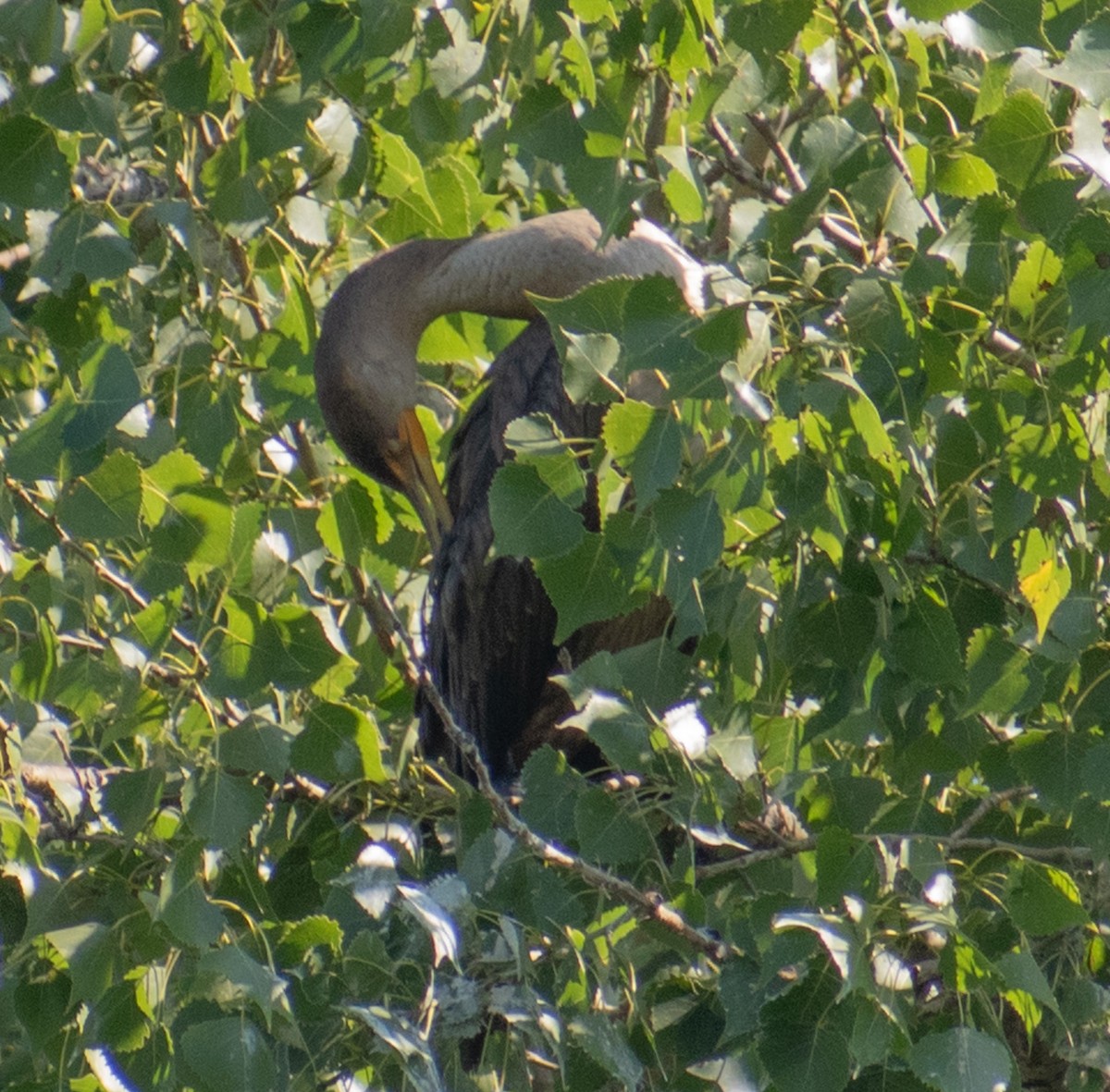 Cormoran à aigrettes - ML641586633