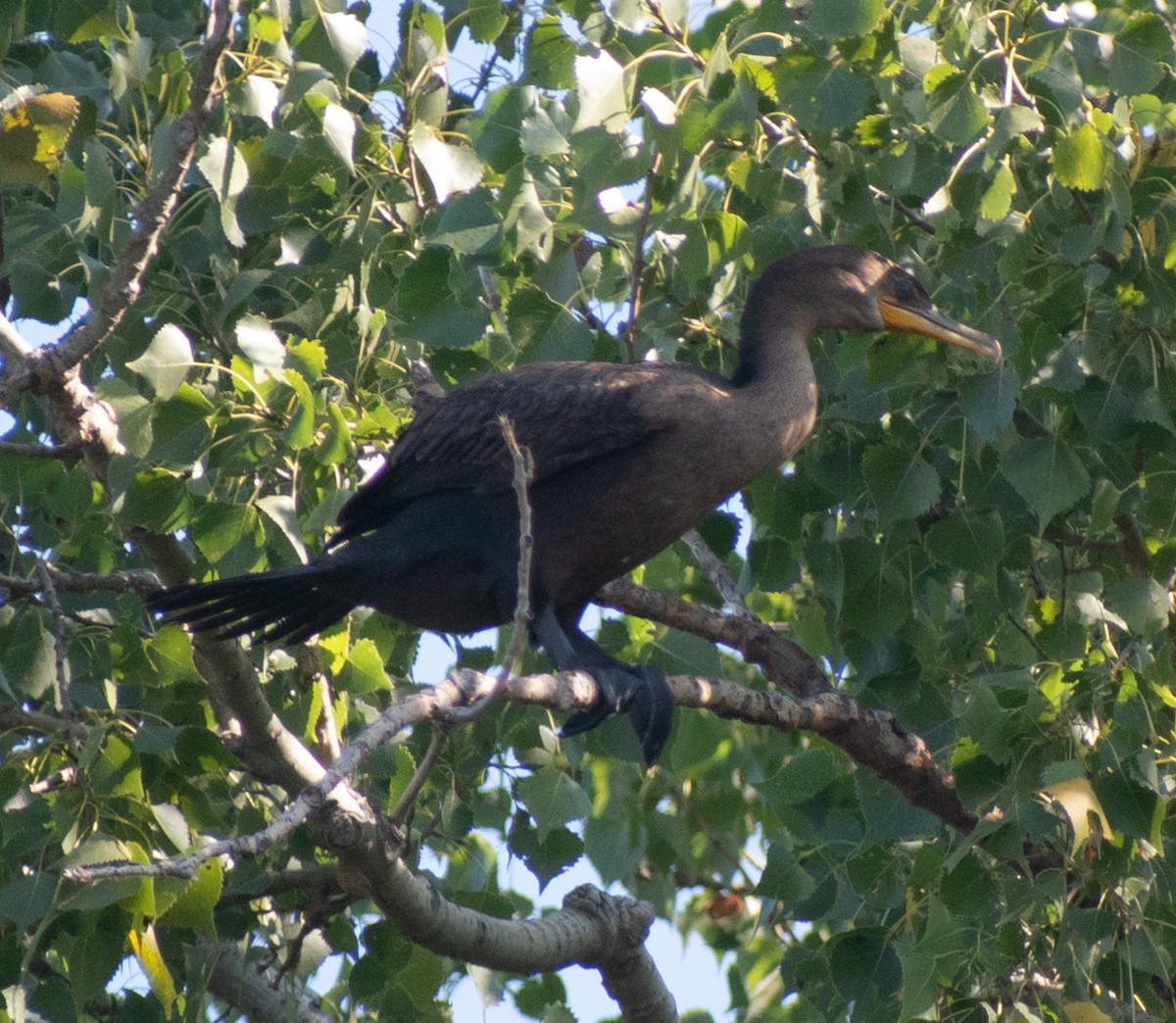 Cormoran à aigrettes - ML641586634